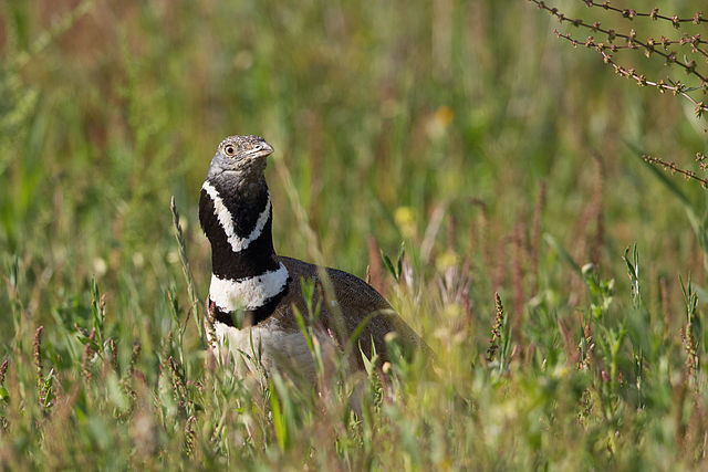 Outarde canepetière – Crédit : Pierre Dalous – Wikimedia Commons